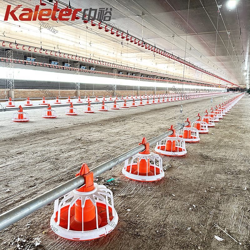 Gran holandés Nigeria pollos suministro para pollos de engorde casa aves de corral alimentadores y bebedores granja criador equipo